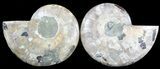 Cut & Polished Ammonite Fossil - Agatized #47713-1